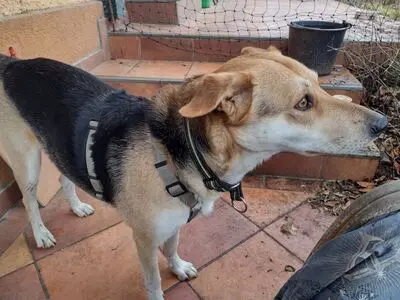 BAILEY, unbekannt - Hündin
