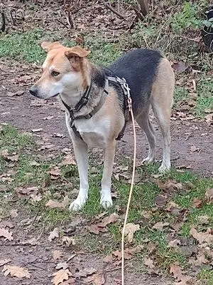 BAILEY, unbekannt - Hündin