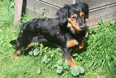 BAJKA, Langhaardackel-CavalierKingCharlesmix - Hündin