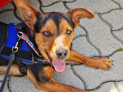 BALDUR, Pischermix - Rüde