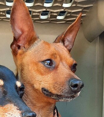 BALI, Pinschermischling - Rüde