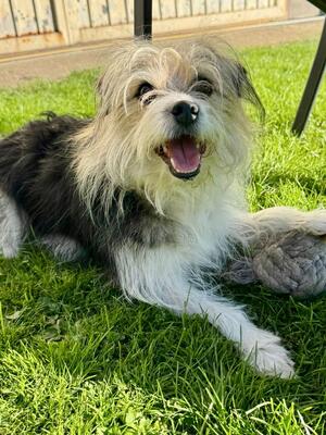 BALOU Neptun sucht Menschen mit Hundeverstand, Terriermix - Rüde