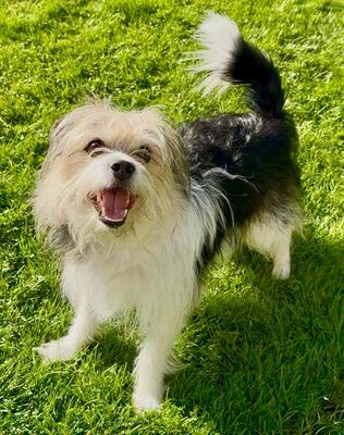 BALOU Neptun sucht Menschen mit Hundeverstand, Terriermix - Rüde