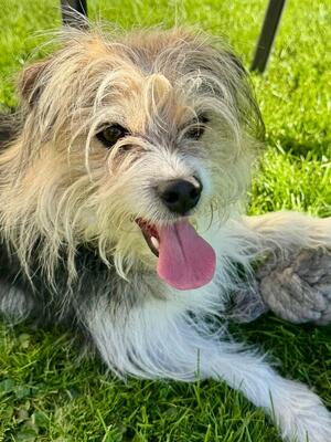 BALOU Neptun sucht Menschen mit Hundeverstand, Terriermix - Rüde