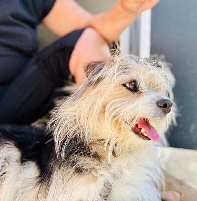 BALOU Neptun sucht Menschen mit Hundeverstand, Terriermix - Rüde