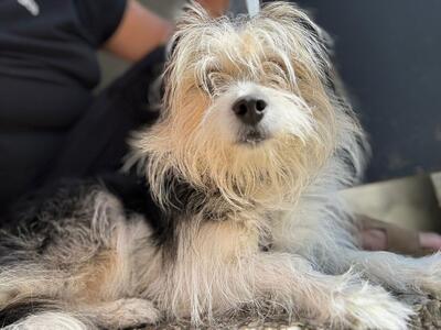 BALOU Neptun sucht Menschen mit Hundeverstand, Terriermix - Rüde