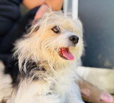 BALOU Neptun sucht Menschen mit Hundeverstand, Terriermix - Rüde