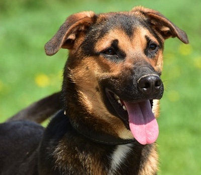 BALU S263, Mischling - Rüde