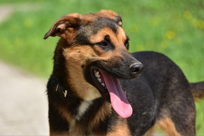 BALU S263, Mischling - Rüde