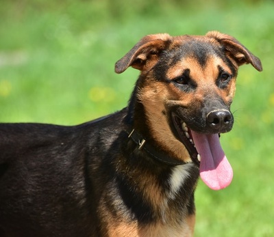 BALU S263, Mischling - Rüde