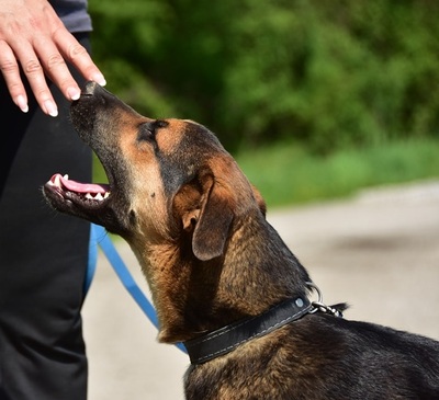 BALU S263, Mischling - Rüde