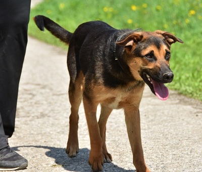 BALU S263, Mischling - Rüde
