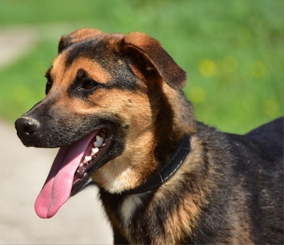 BALU S263, Mischling - Rüde