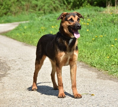 BALU S263, Mischling - Rüde