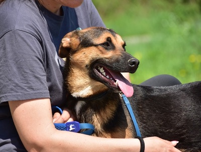 BALU S263, Mischling - Rüde