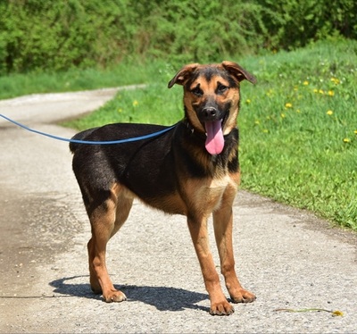 BALU S263, Mischling - Rüde