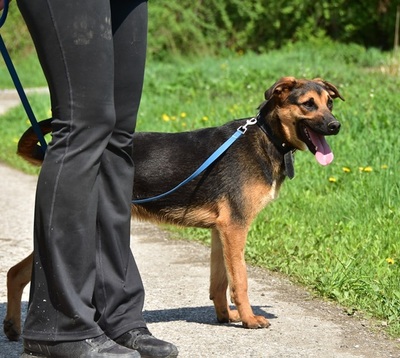 BALU S263, Mischling - Rüde