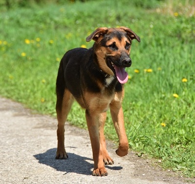 BALU S263, Mischling - Rüde