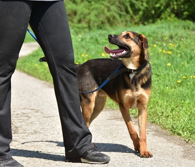 BALU S263, Mischling - Rüde