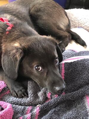 BAMBI in Wien, Mischling - Rüde