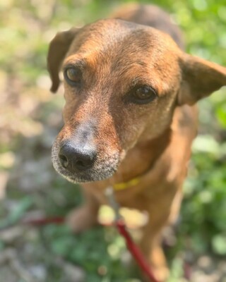 BAMBI - sucht ihre Menschen❤️❤️❤️, Mischling - Hündin