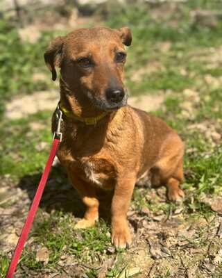 BAMBI - sucht ihre Menschen❤️❤️❤️, Mischling - Hündin