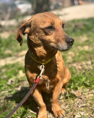 BAMBI - sucht ihre Menschen❤️❤️❤️, Mischling - Hündin