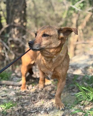 BAMBI - sucht ihre Menschen❤️❤️❤️, Mischling - Hündin