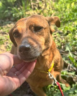 BAMBI - sucht ihre Menschen❤️❤️❤️, Mischling - Hündin