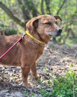 BAMBI - sucht ihre Menschen❤️❤️❤️, Mischling - Hündin