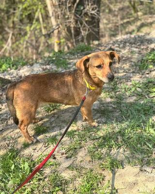 BAMBI - sucht ihre Menschen❤️❤️❤️, Mischling - Hündin