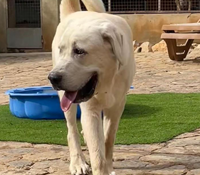 BAMSE, Mastin Espanol-Mischling - Rüde