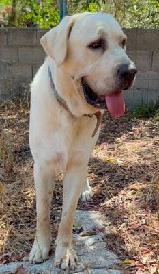 BAMSE, Mastin Espanol-Mischling - Rüde