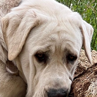 BAMSE, Mastin Espanol-Mischling - Rüde