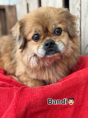 BANDI - älterer Herr wünscht sich ein ruhiges Zuhause, Pekinese-Mischling - Rüde