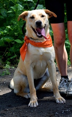 BARBORKA, Labrador-Mischling - Hündin