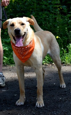 BARBORKA, Labrador-Mischling - Hündin