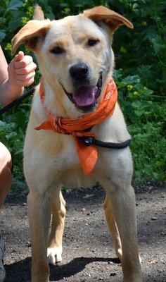 BARBORKA, Labrador-Mischling - Hündin