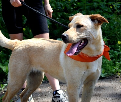 BARBORKA, Labrador-Mischling - Hündin