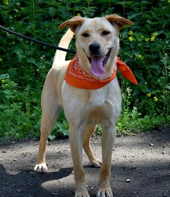 BARBORKA, Labrador-Mischling - Hündin