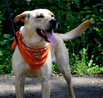 BARBORKA, Labrador-Mischling - Hündin