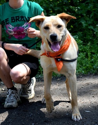 BARBORKA, Labrador-Mischling - Hündin