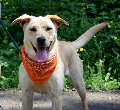 BARBORKA, Labrador-Mischling - Hündin