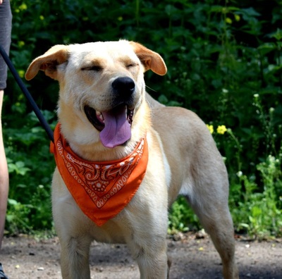 BARBORKA, Labrador-Mischling - Hündin