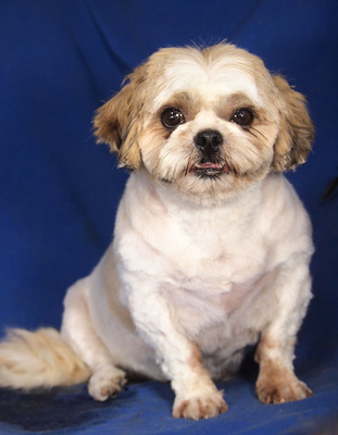 BARBY - R E S E R V I E R T !!!!! sehr lieb und anhänglich, verschmust, neugierig, gelehrig, eifersüchtig, möchte Einzelprinzessin sein, Shih-Tzu - Hündin