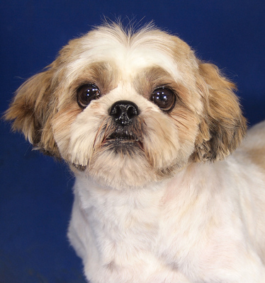 BARBY - R E S E R V I E R T !!!!! sehr lieb und anhänglich, verschmust, neugierig, gelehrig, eifersüchtig, möchte Einzelprinzessin sein, Shih-Tzu - Hündin