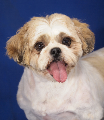 BARBY - R E S E R V I E R T !!!!! sehr lieb und anhänglich, verschmust, neugierig, gelehrig, eifersüchtig, möchte Einzelprinzessin sein, Shih-Tzu - Hündin