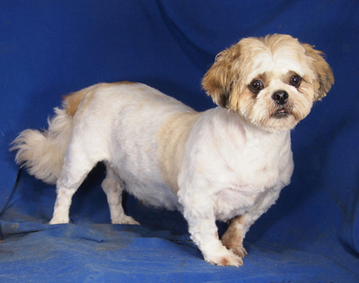 BARBY - R E S E R V I E R T !!!!! sehr lieb und anhänglich, verschmust, neugierig, gelehrig, eifersüchtig, möchte Einzelprinzessin sein, Shih-Tzu - Hündin