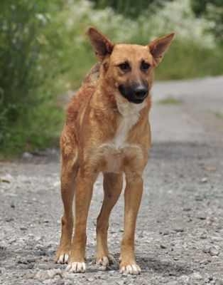 BARK, Mischling - Rüde