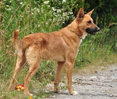 BARK, Mischling - Rüde